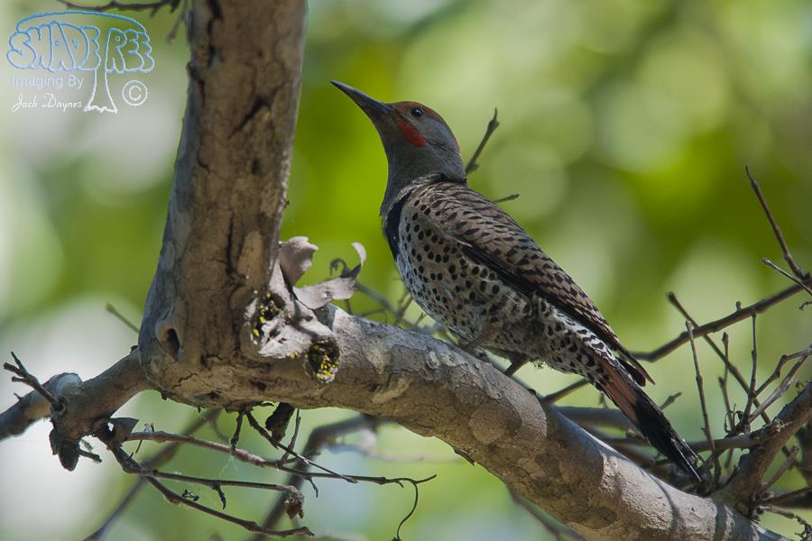 Northern Flicker - Colaptes auratus
