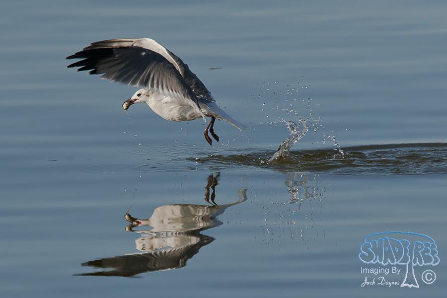 Laughing Gull - Leucophaeus atricilla