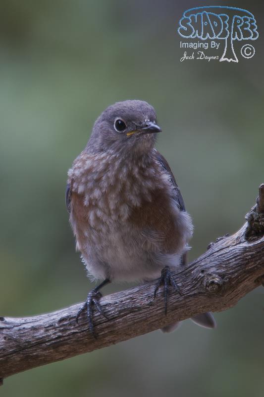 Western Bluebird - Sialia mexicana