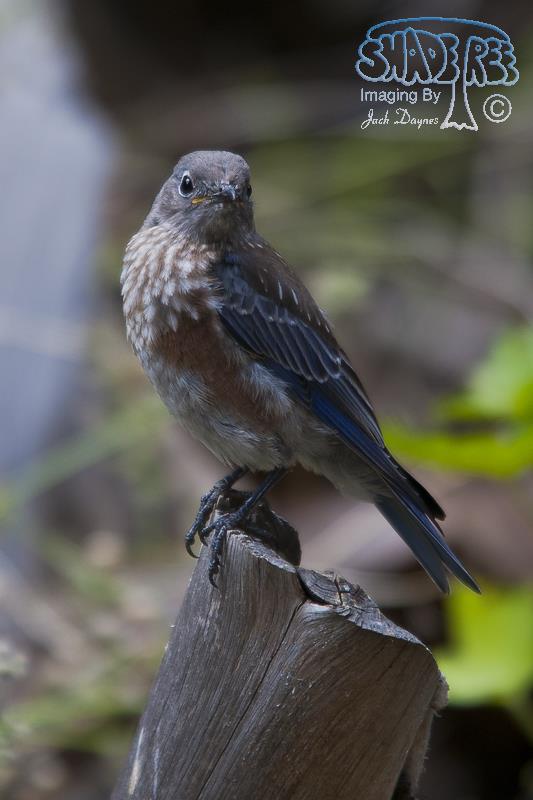 Western Bluebird - Sialia mexicana