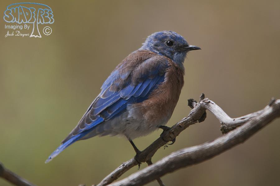 Western Bluebird - Sialia mexicana