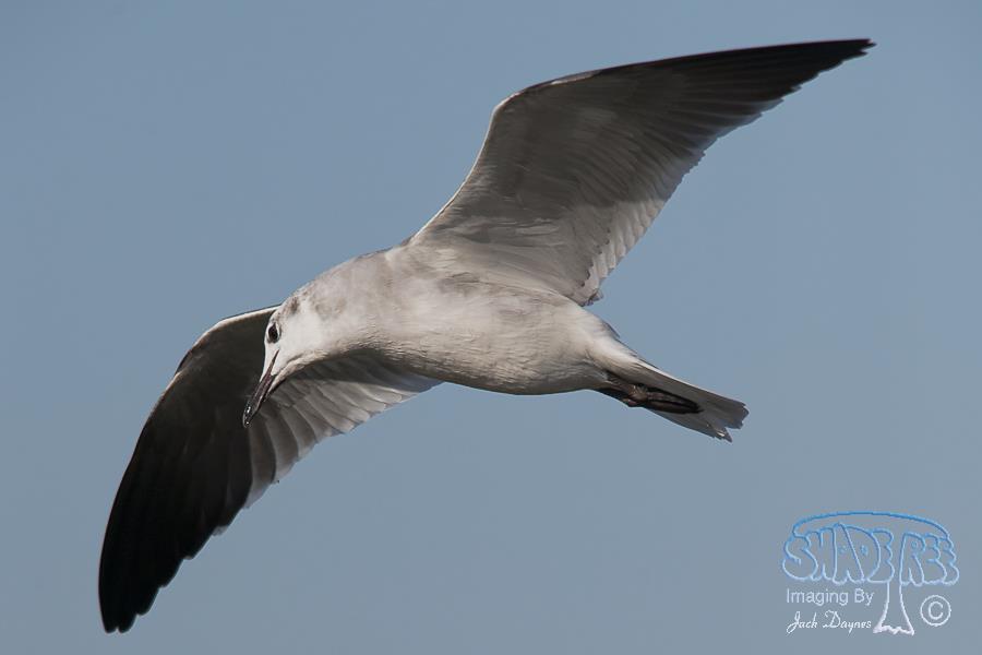 Laughing Gull - Leucophaeus atricilla