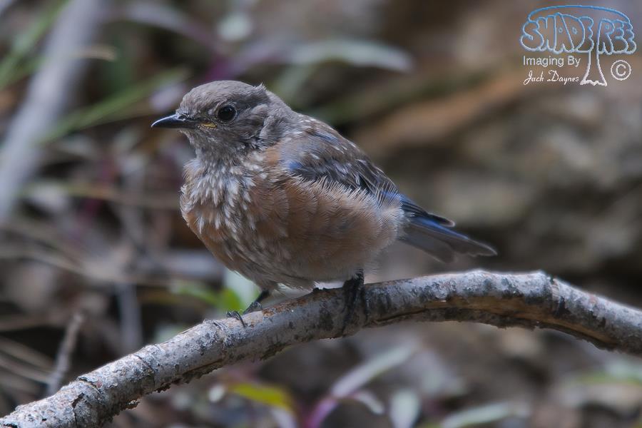 Western Bluebird - Sialia mexicana