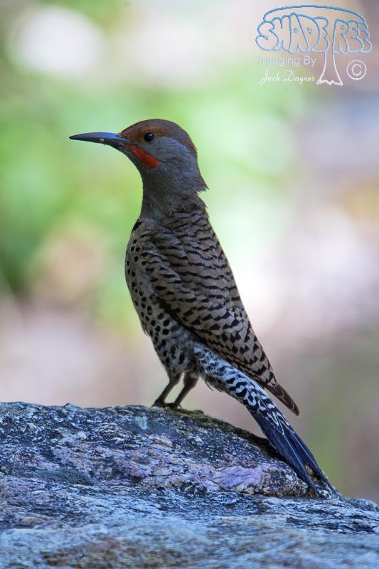 Northern Flicker - Colaptes auratus