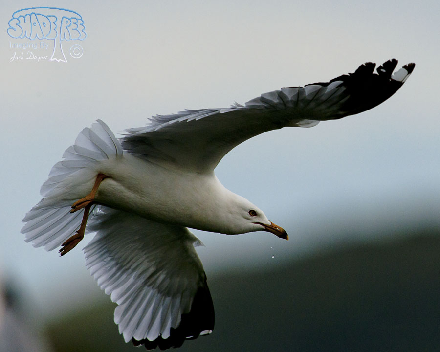 Ring-Billed Gull - Larus delawarensis