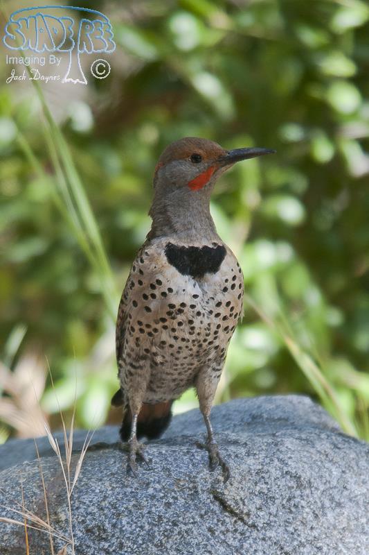 Northern Flicker - Colaptes auratus