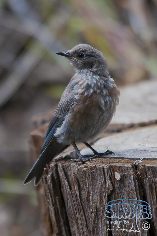 Western Bluebird - Sialia mexicana