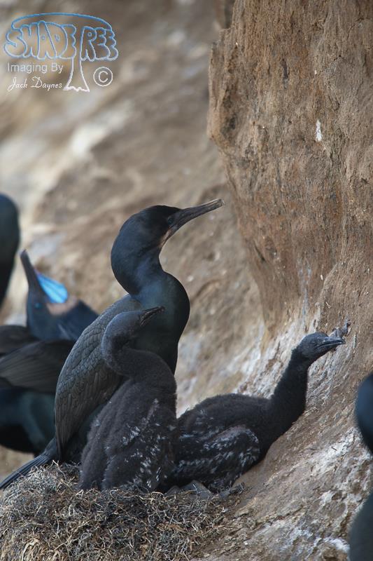 Brandt's Cormorant - Phalacrocorax penicillatus