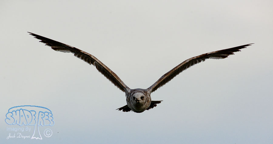 Ring-Billed Gull - Larus delawarensis