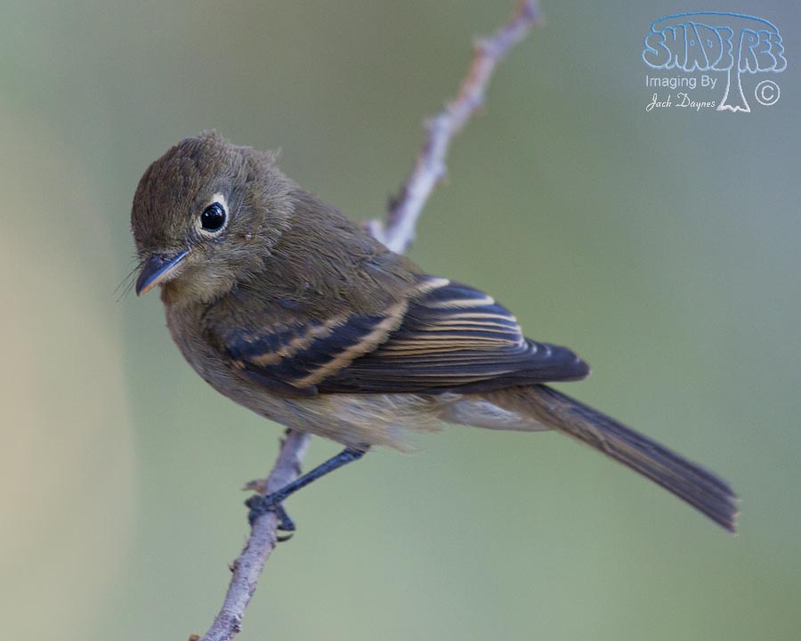 Pacific-Slope Flycatcher - Empidonax difficilis
