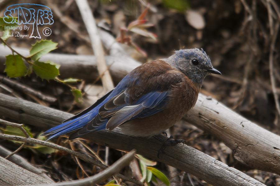 Western Bluebird - Sialia mexicana