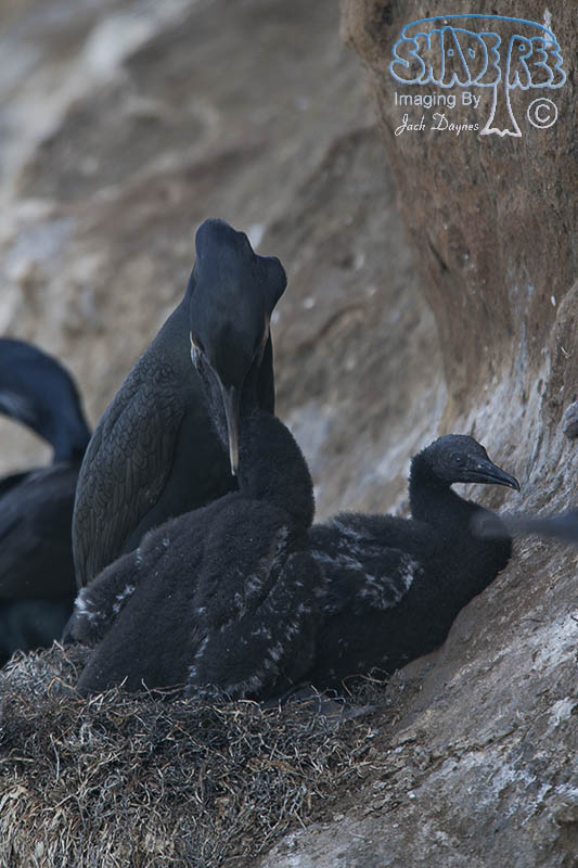 Brandt's Cormorant - Phalacrocorax penicillatus