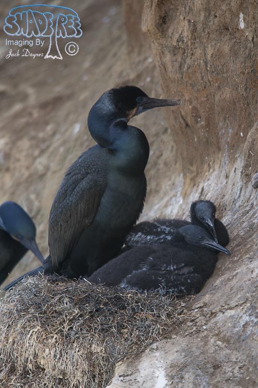Brandt's Cormorant - Phalacrocorax penicillatus