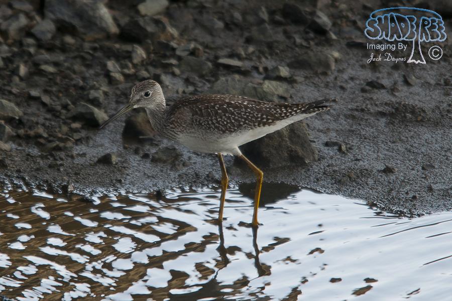 Greater Yellowlegs - Tringa melanoleuca