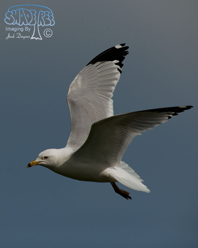 Ring-Billed Gull - Larus delawarensis