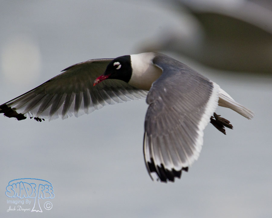 Franklin's Gull - Leucophaeus pipixcan