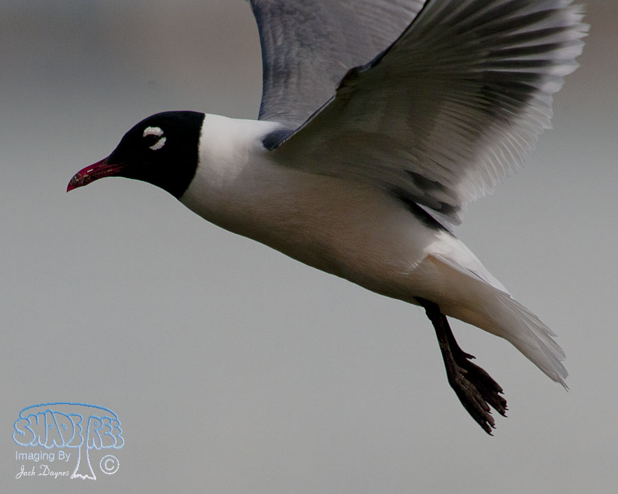 Franklin's Gull - Leucophaeus pipixcan