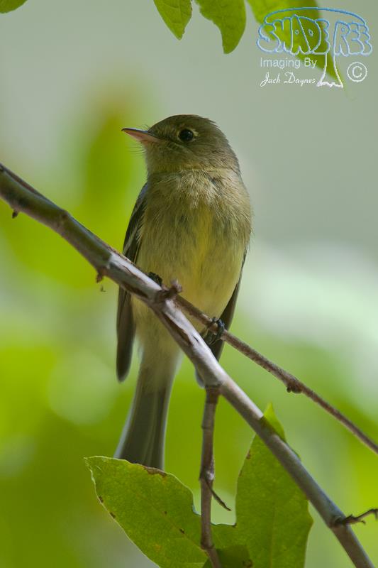 Pacific-Slope Flycatcher - Empidonax difficilis