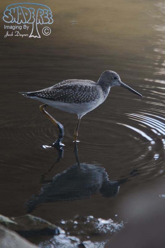 Greater Yellowlegs - Tringa melanoleuca