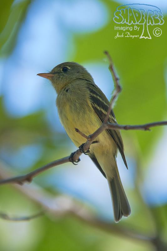 Pacific-Slope Flycatcher - Empidonax difficilis