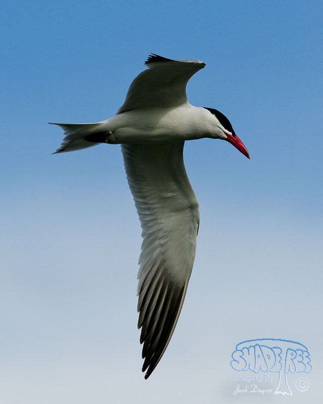 Caspian Tern - Hydroprogne caspia