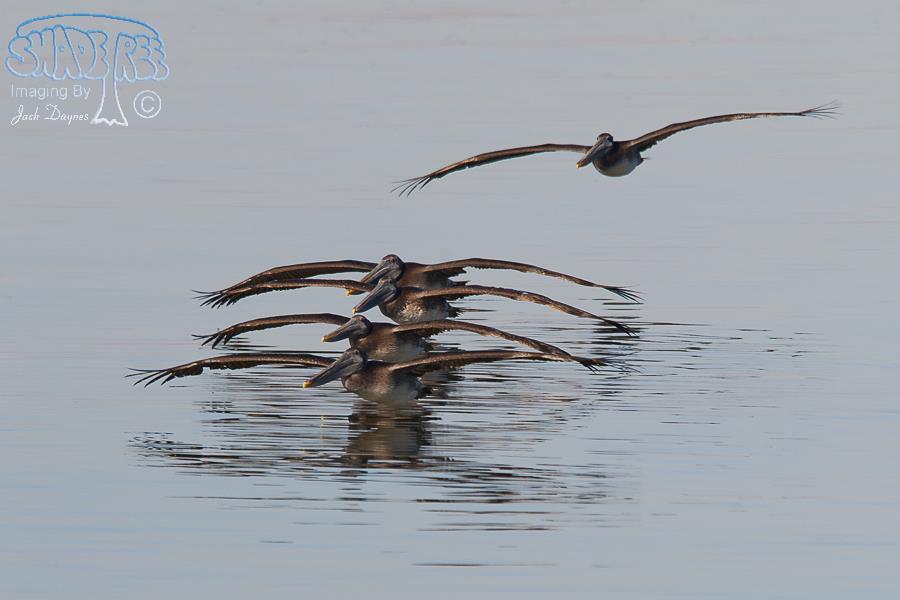 Brown Pelican - Pelecanus occidentalis