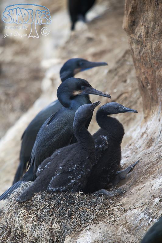 Brandt's Cormorant - Urile penicillatus