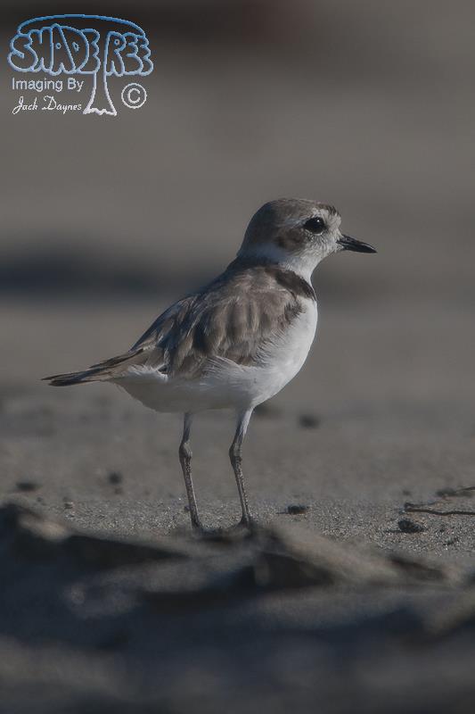 Snowy Plover - Charadrius alexandrinus