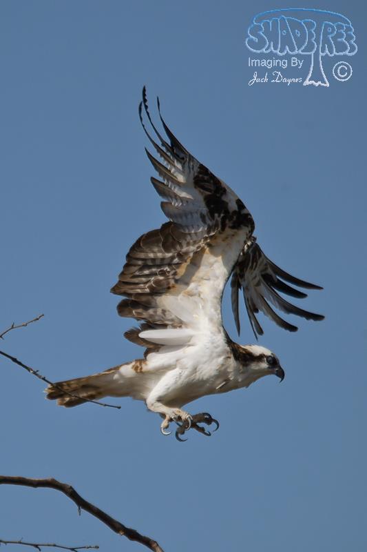 Osprey - Pandion haliaetus