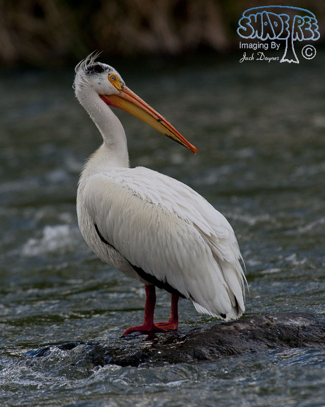 American White Pelican - Pelecanus erythrorhynchos