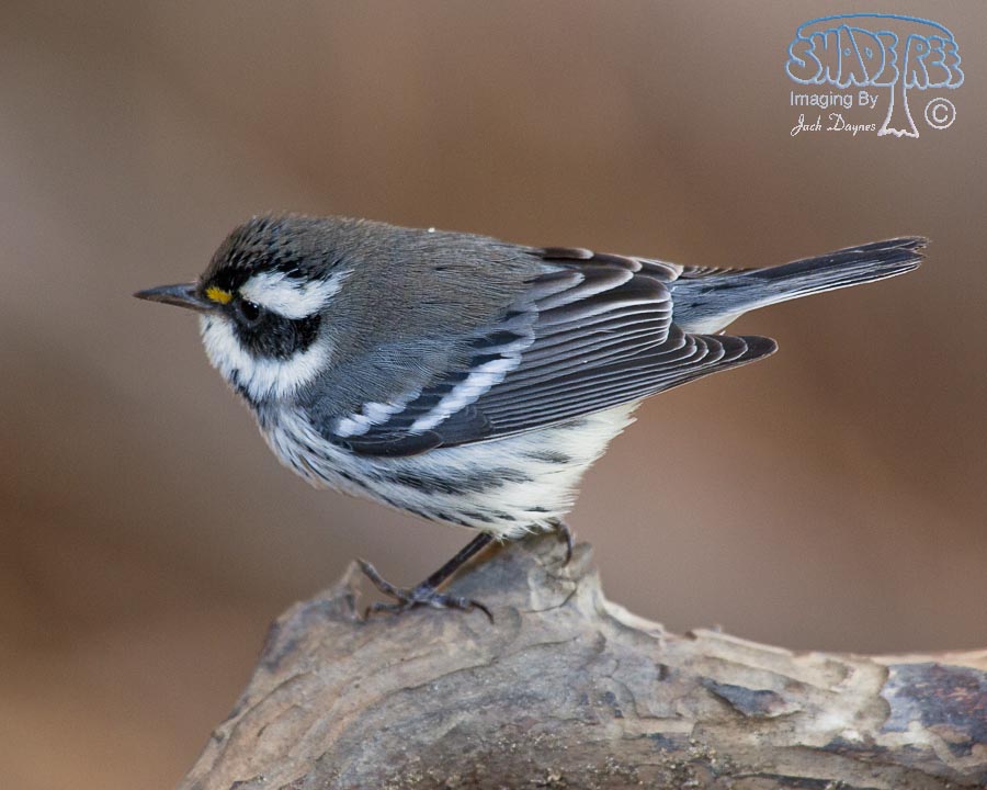 Black-Throated Gray Warbler - Dendroica nigrescens