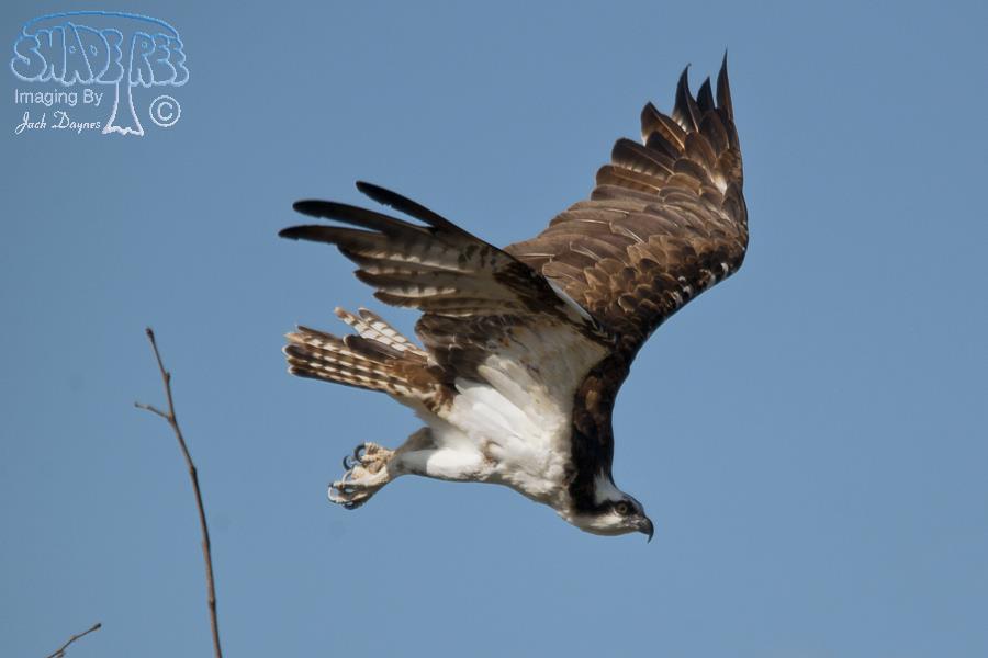 Osprey - Pandion haliaetus