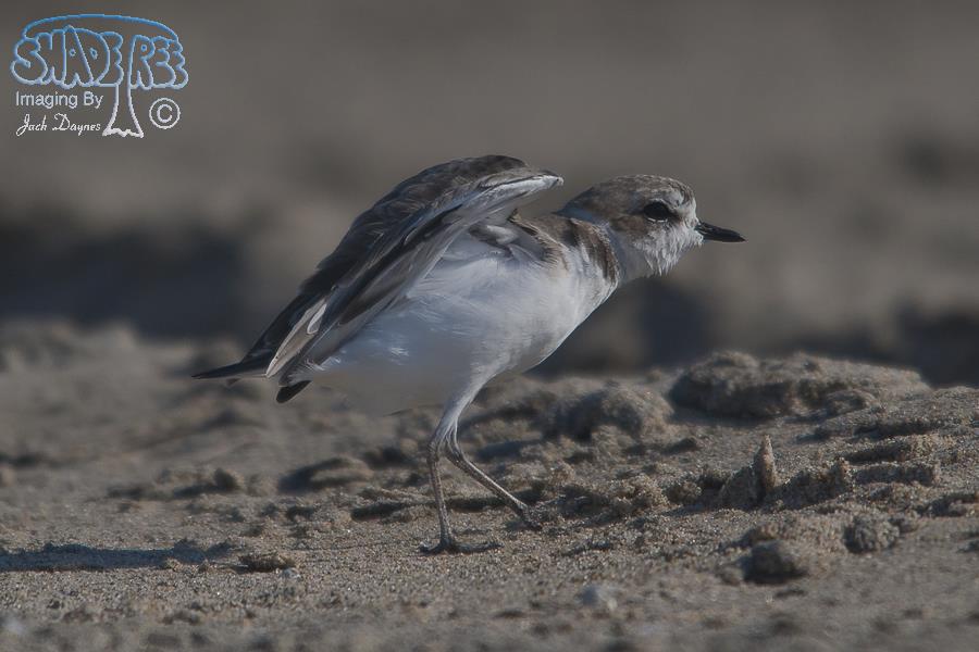 Snowy Plover - Charadrius alexandrinus