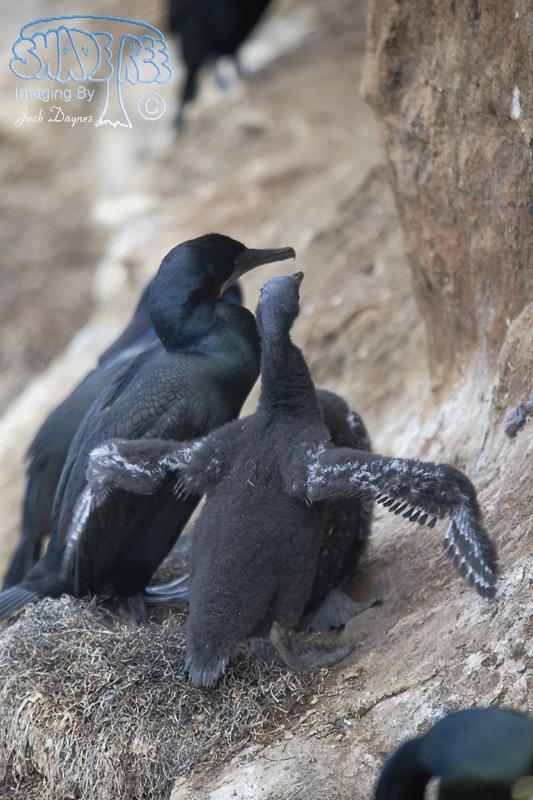 Brandt's Cormorant - Phalacrocorax penicillatus