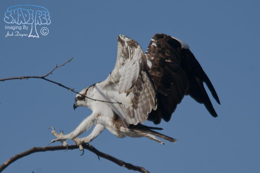 Osprey - Pandion haliaetus