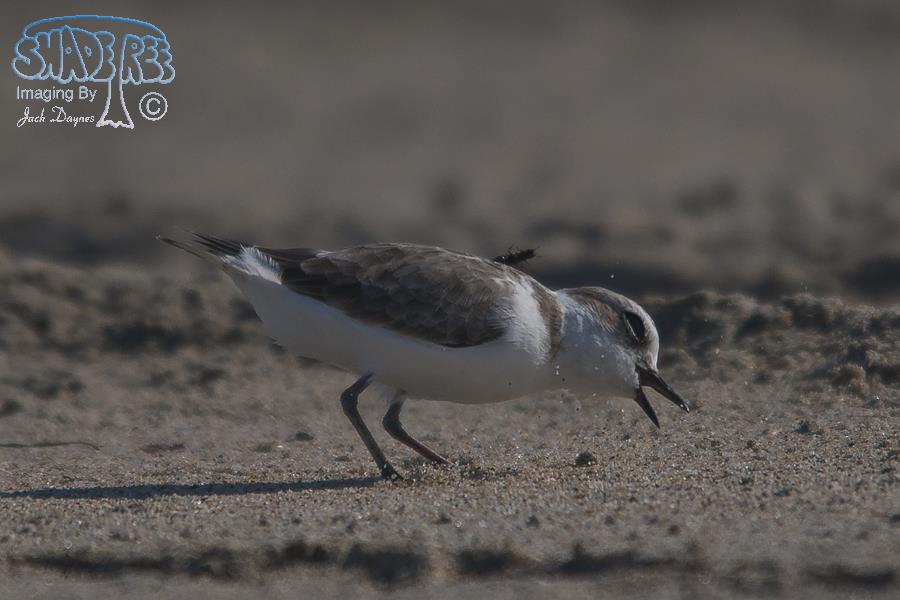 Snowy Plover - Charadrius alexandrinus