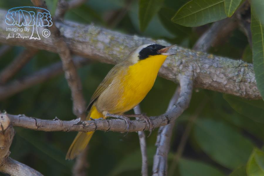 Common Yellowthroat - Geothlypis trichas