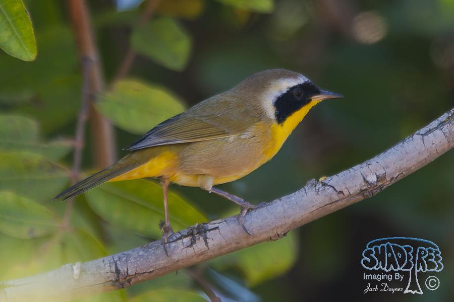Common Yellow-throat - Geothlypis trichas