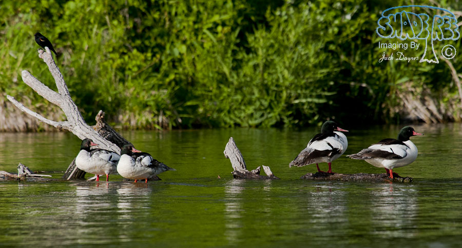 Common Merganser - Mergus merganser