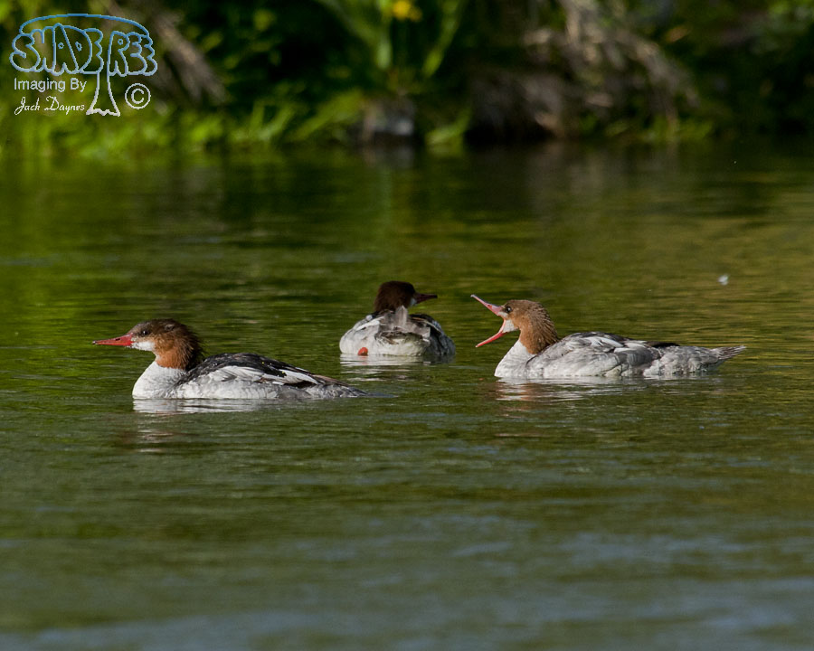 Common Merganser - Mergus merganser
