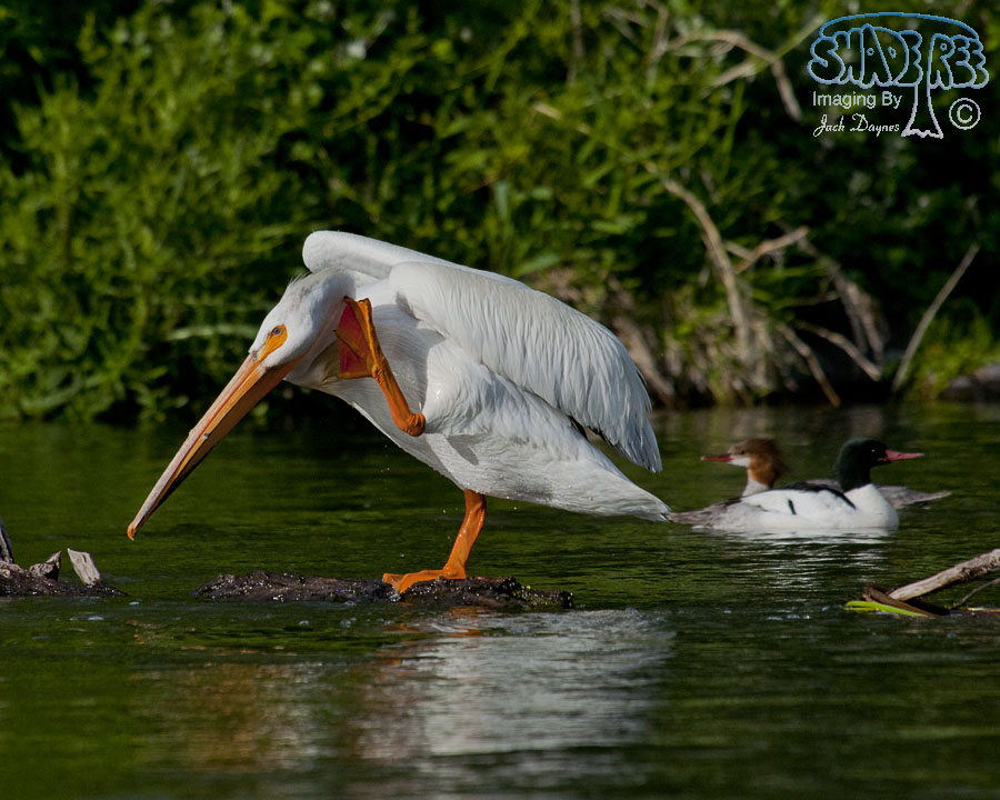 American White Pelican - Pelecanus erythrorhynchos