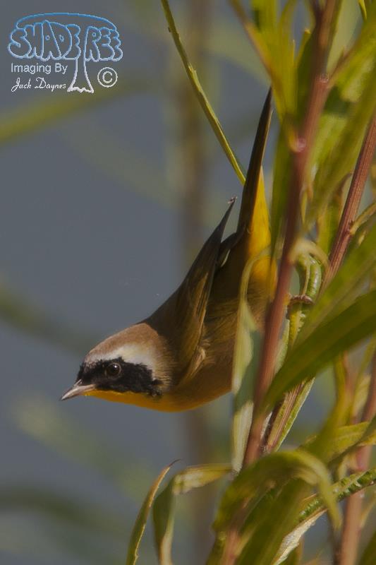 Common Yellowthroat - Geothlypis trichas
