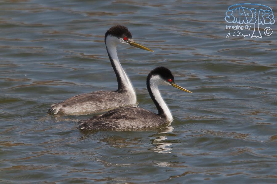 Western Grebe - Aechmophorus occidentalis