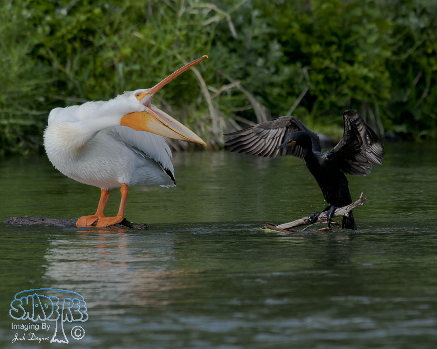 Double-Crested Cormorant - Phalacrocorax auritus