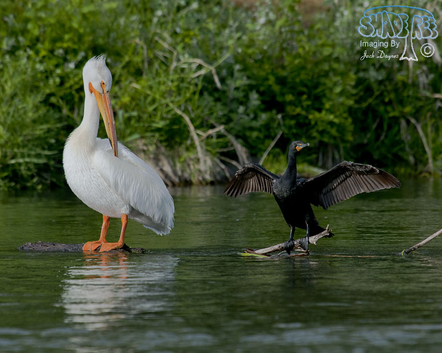 Double-Crested Cormorant - Phalacrocorax auritus