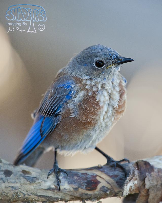 Western Bluebird - Sialia mexicana