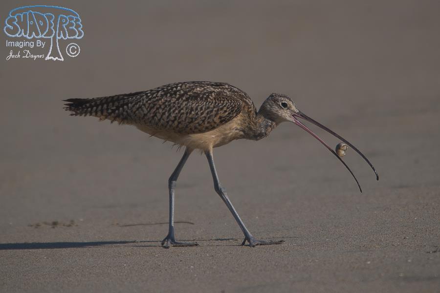Long-Billed Curlew - Numenius americanus