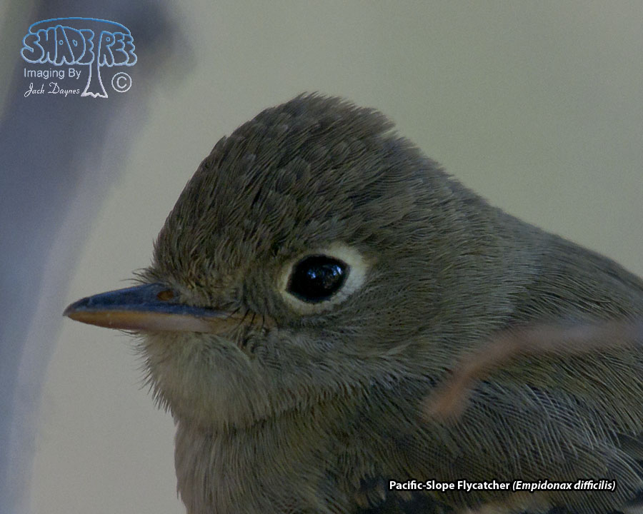 Pacific-Slope Flycatcher - Empidonax difficilis