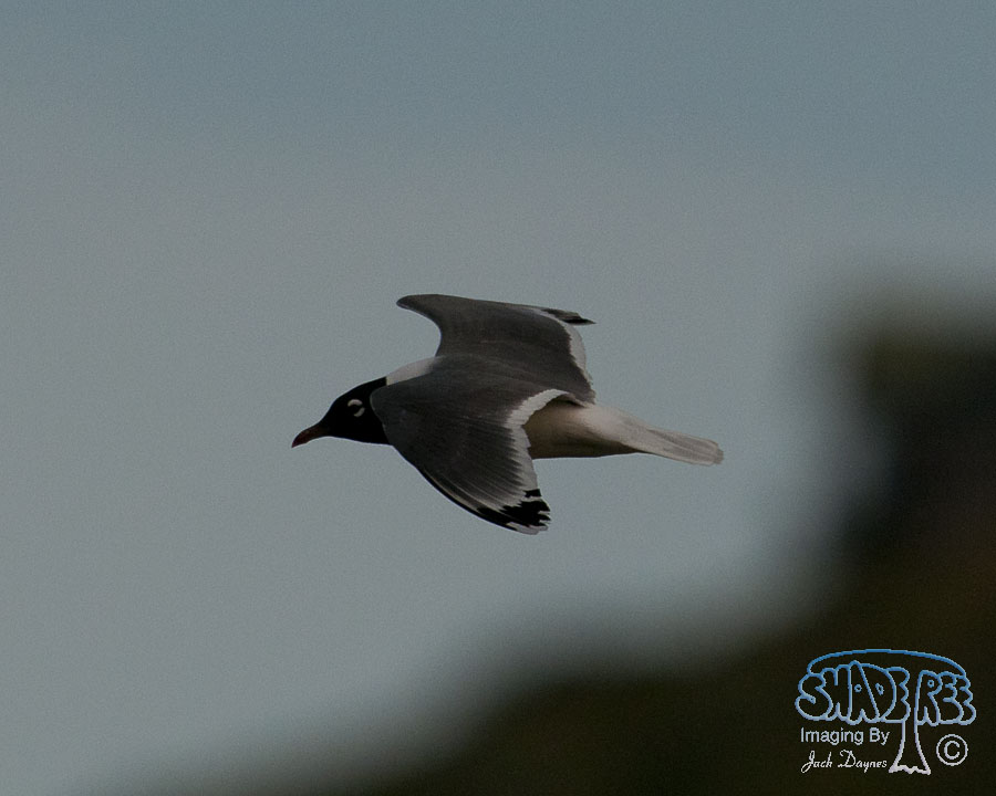 Franklin's Gull - Larus pipixcan