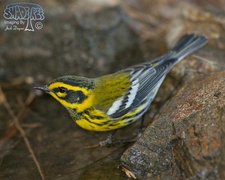 Townsend's Warbler - Setophaga townsendi